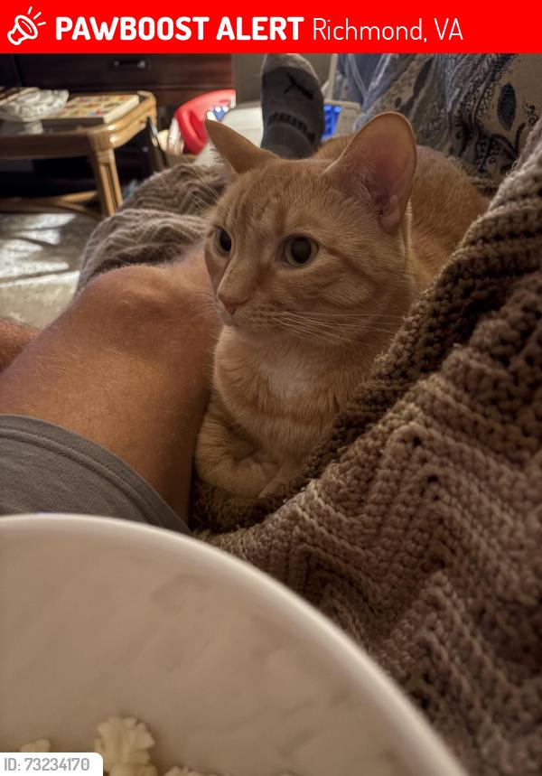 Lost Male Cat last seen Near Oakhampton Ter Henrico, VA 23233, Richmond, VA 23233