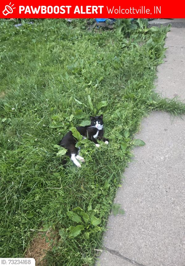 Lost Male Cat last seen E 700 s, Wolcottville, IN 46795