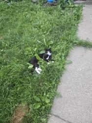 Lost Male Cat last seen E 700 s, Wolcottville, IN 46795