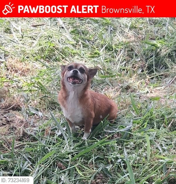 Lost Female Dog last seen Palacio Real Dr., Brownsville, TX 78521
