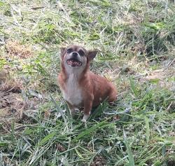 Lost Female Dog last seen Palacio Real Dr., Brownsville, TX 78521