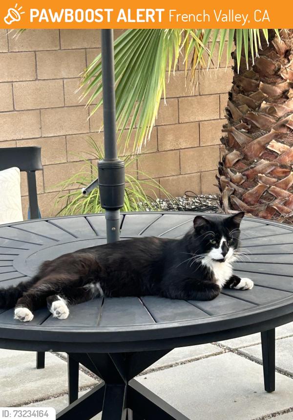 Found/Stray Unknown Cat last seen Heritage Ranch Park - Leon Road and Armstrong Road, French Valley, CA 92596
