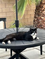 Found/Stray Unknown Cat last seen Heritage Ranch Park - Leon Road and Armstrong Road, French Valley, CA 92596
