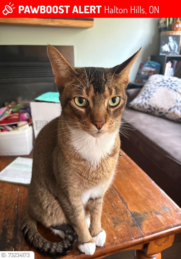 Lost Male Cat last seen Miller and Eaton, Halton Hills, ON L7G 5T3