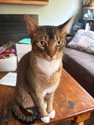 Lost Male Cat last seen Miller and Eaton, Halton Hills, ON L7G 5T3