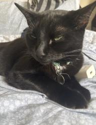 Lost Male Cat last seen Rochdale Road, Middleton, England 