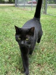 Reunited Female Cat last seen Almaville Road, One Mile Lane, Smyrna, TN 37167