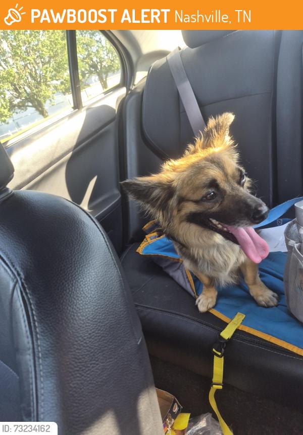 Found/Stray Male Dog last seen Timber Trail Dr & Country Hill Rd, Nashville, TN 37013