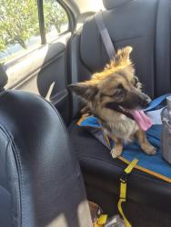 Found/Stray Male Dog last seen Timber Trail Dr & Country Hill Rd, Nashville, TN 37013