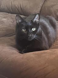Lost Male Cat last seen Hardy street, Dallas, GA 30132