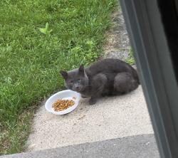Found/Stray Male Cat last seen Central ave and north Elmhurst Ave, Albany, NY 12205