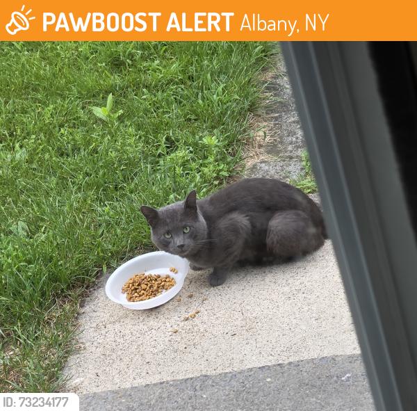 Found/Stray Male Cat last seen Central ave and north Elmhurst Ave, Albany, NY 12205