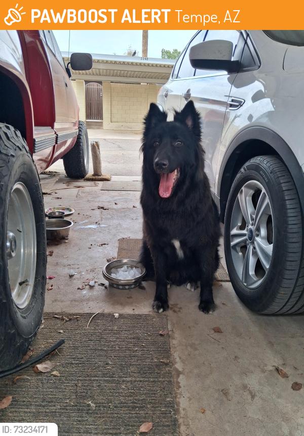 Found/Stray Male Dog last seen 48th St and W. Vineyard Rd, Tempe, AZ 85282