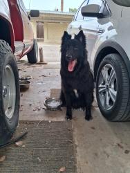 Found/Stray Male Dog last seen 48th St and W. Vineyard Rd, Tempe, AZ 85282