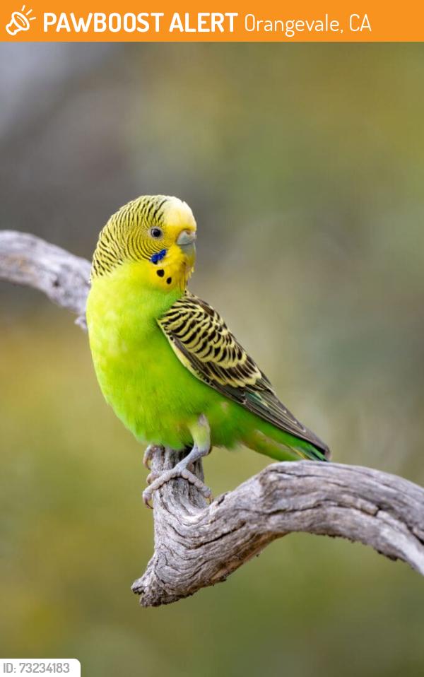 Found/Stray Unknown Bird last seen Pecan Ave and Coan Lane, Orangevale, CA, Orangevale, CA 95662