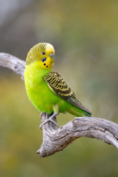 Found/Stray Unknown Bird last seen Pecan Ave and Coan Lane, Orangevale, CA, Orangevale, CA 95662