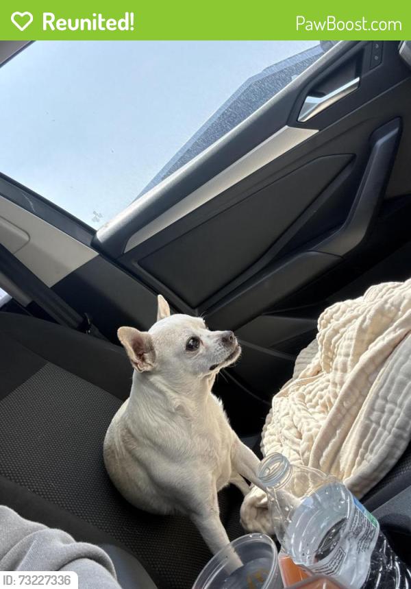 Reunited Unknown Dog last seen East and Lincoln, Anaheim, Anaheim, CA 92802