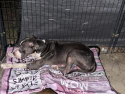 Found/Stray Male Dog last seen Noonday and Curtis Black Rd Hallsville Texas, Harrison County, TX 75650