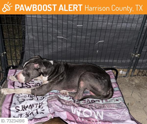Found/Stray Male Dog last seen Noonday and Curtis Black Rd Hallsville Texas, Harrison County, TX 75650