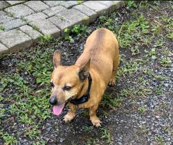 Reunited Male Dog last seen Gravel pike and plank road, Perkiomen Township, PA 19473