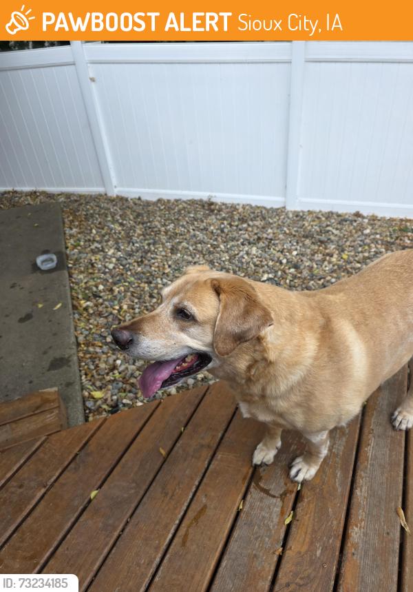 Found/Stray Male Dog last seen Maplewood St and Stone Park Blvd, Sioux City, IA 51104