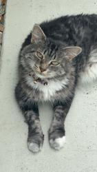 Lost Female Cat last seen Porto bello ave, North Port, FL 34287