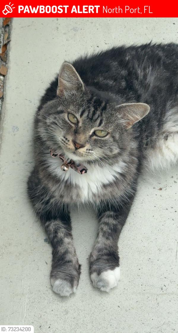 Lost Female Cat last seen Porto bello ave, North Port, FL 34287