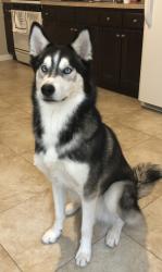 Reunited Male Dog last seen Desmoines dr, Poinciana, FL 34759