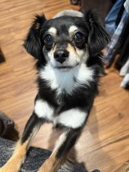 Lost Female Dog last seen Hudson Bend, Hudson Bend, TX 78734
