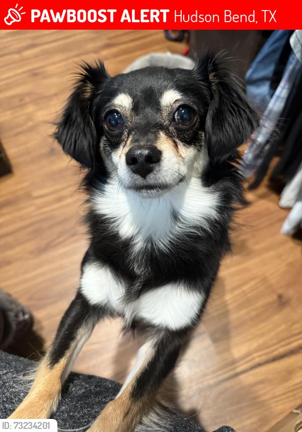 Lost Female Dog last seen Hudson Bend, Hudson Bend, TX 78734