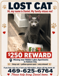 Lost Male Cat last seen Near, Haltom City, TX 76137