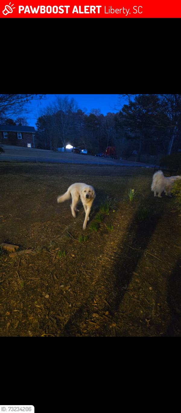 Lost Male Dog last seen Cassell Road, Liberty, SC 29657