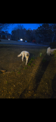 Lost Male Dog last seen Cassell Road, Liberty, SC 29657