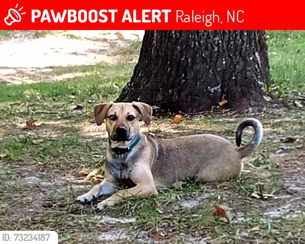 Lost Male Dog last seen Moore Square park Raleigh NC, Raleigh, NC 27601