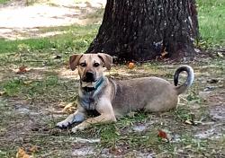 Lost Male Dog last seen Moore Square park Raleigh NC, Raleigh, NC 27601