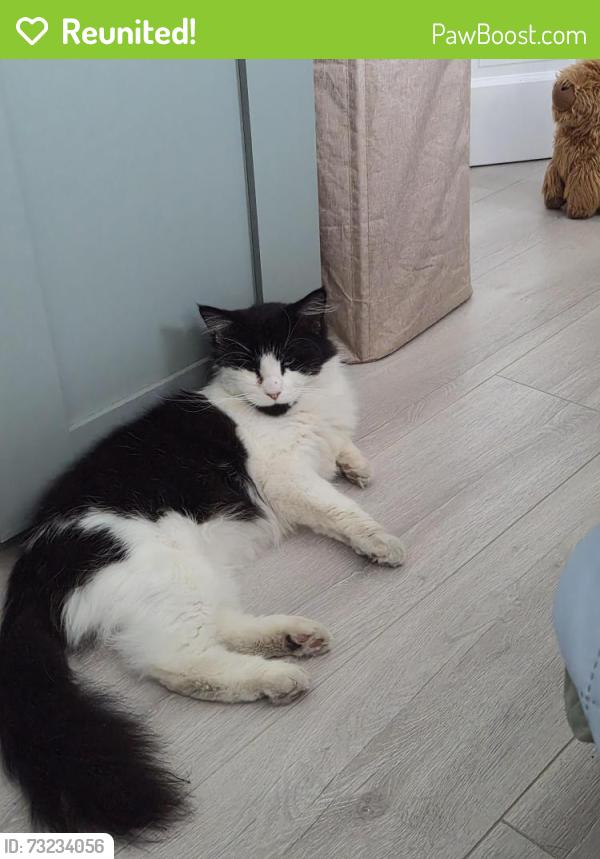 Reunited Male Cat last seen E13 0sj, Greater London, England E13 0SJ