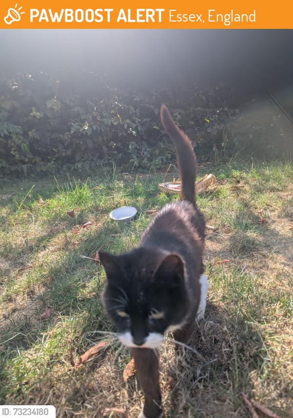 Found/Stray Unknown Cat last seen Spencer's Croft near Longfield, Essex, England 