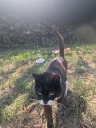 Found/Stray Unknown Cat last seen Spencer's Croft near Longfield, Essex, England 