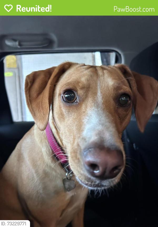 Reunited Female Dog last seen Bamberg lane south east, Thurston County, WA 98513