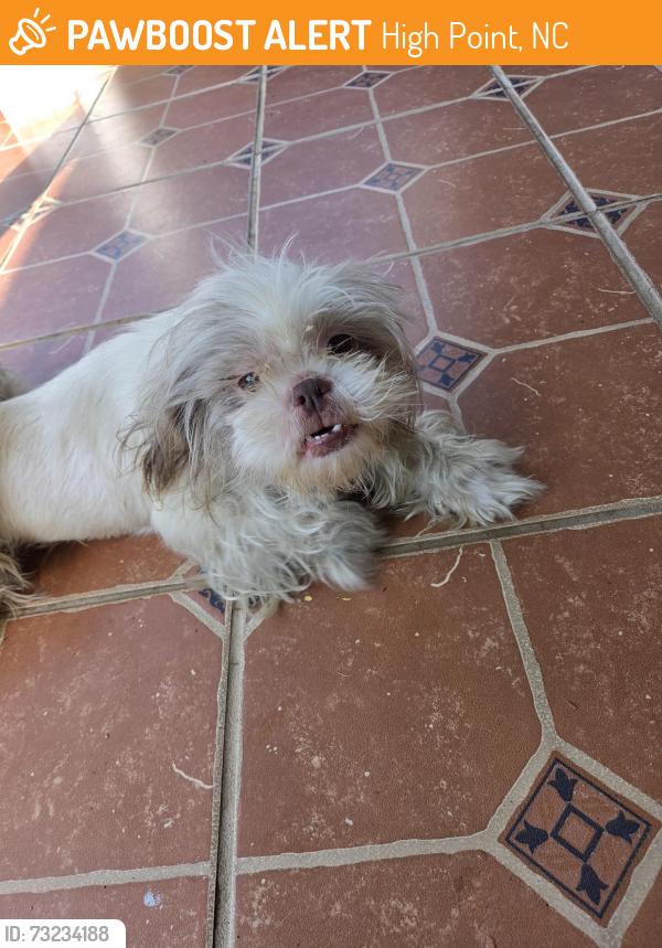Found/Stray Female Dog last seen Hickory Lane and Spencer street, High Point, NC 27265