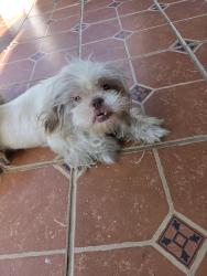 Found/Stray Female Dog last seen Hickory Lane and Spencer street, High Point, NC 27265