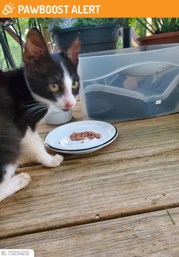 Found/Stray Male Cat last seen Conway Black, Spartanburg County, SC 29307