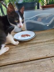 Found/Stray Male Cat last seen Conway Black, Spartanburg County, SC 29307