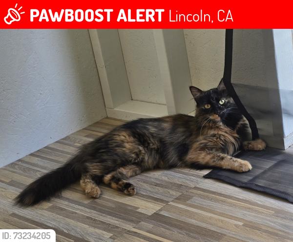 Lost Female Cat last seen Foskett Ranch, Lincoln, CA 95648