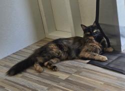 Lost Female Cat last seen Foskett Ranch, Lincoln, CA 95648
