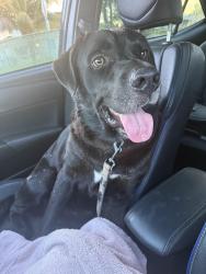Reunited Male Dog last seen 112th ave and SW 50th terr, Westwood Lakes, FL 33165
