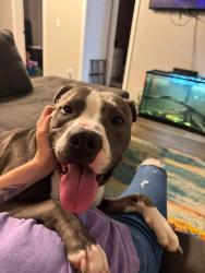 Lost Male Dog last seen 49th Ave and Jackson St, West Pensacola, FL 32506