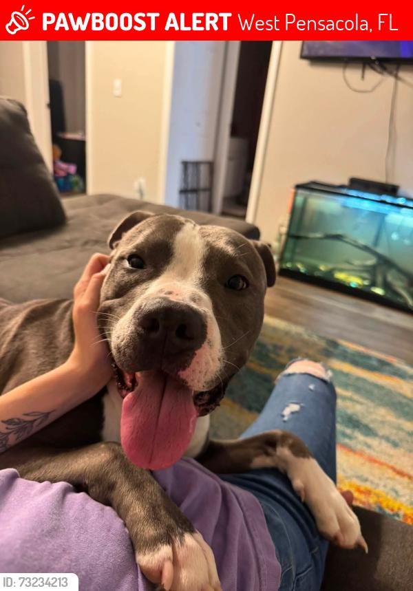 Lost Male Dog last seen 49th Ave and Jackson St, West Pensacola, FL 32506