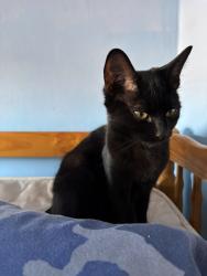 Lost Female Cat last seen Dagenham Heathway, Greater London, England RM10 8RF