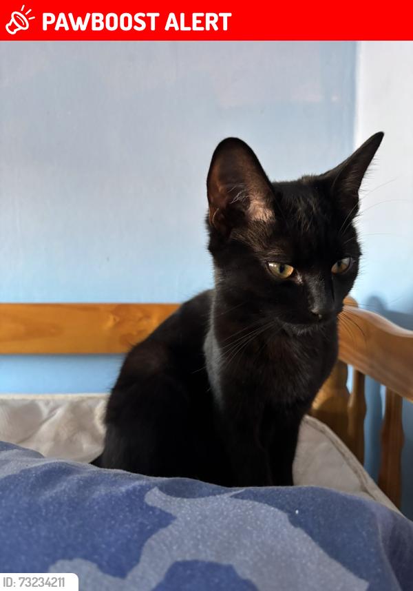 Lost Female Cat last seen Dagenham Heathway, Greater London, England RM10 8RF